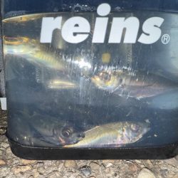 攻め過ぎました。