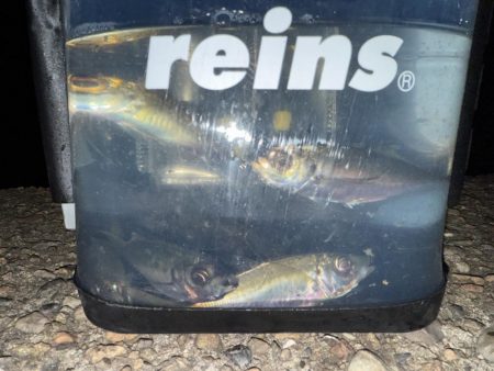 攻め過ぎました。