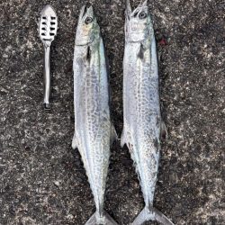 駆け込みサゴシ！