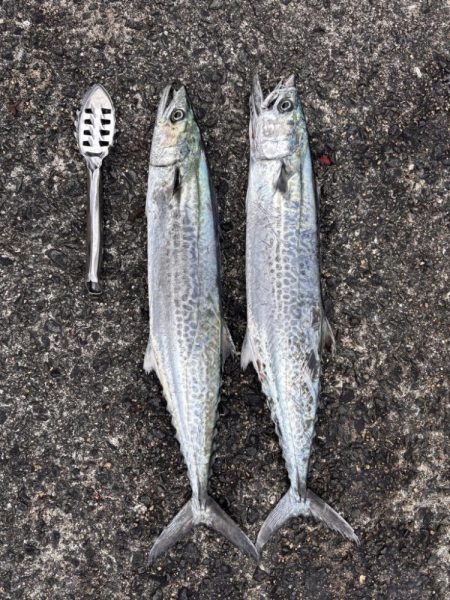 駆け込みサゴシ！