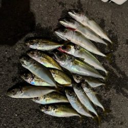 サバをかわしてアジ