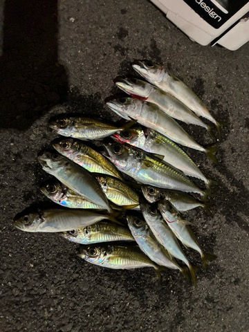 サバをかわしてアジ