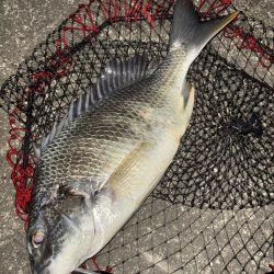 ヘチってきました