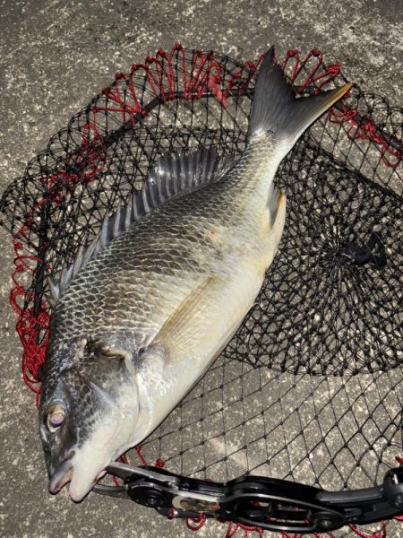 ヘチってきました