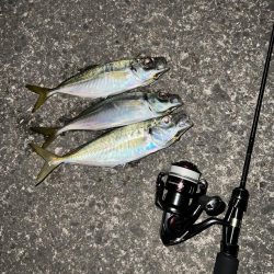 いい時期のアジング