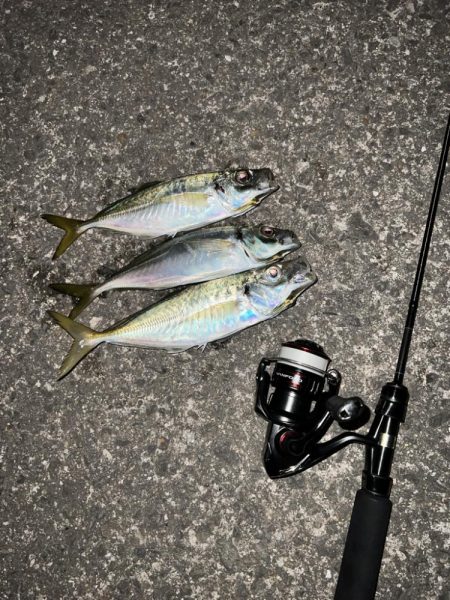 いい時期のアジング