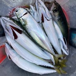 フロートリグでサバング