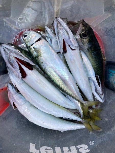 フロートリグでサバング