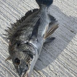 久々のチヌ