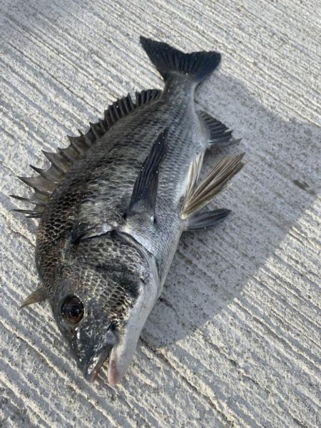 久々のチヌ