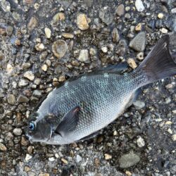 フカセからのライトゲーム