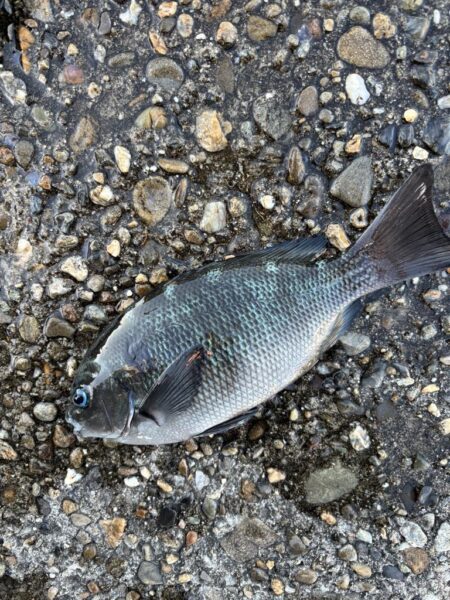 フカセからのライトゲーム