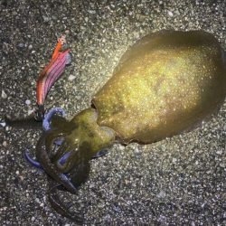 雨上がりのエギング