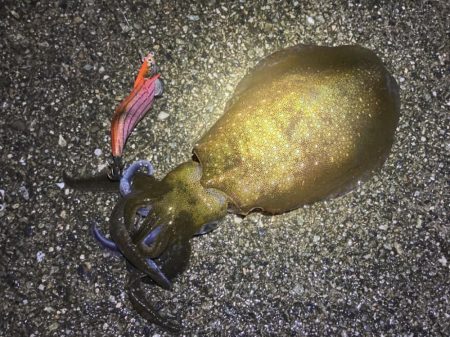 雨上がりのエギング