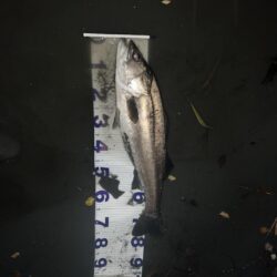 ランカーシーバス！