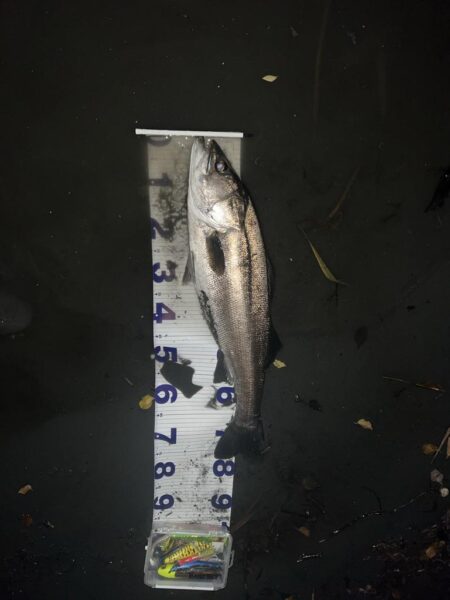 ランカーシーバス！