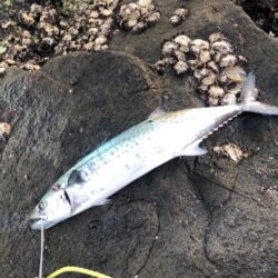 サゴシが食べたくて