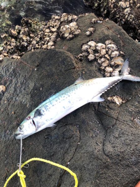 サゴシが食べたくて