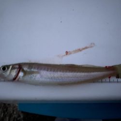 激シブ:シロギスタ