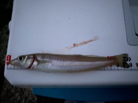 激シブ:シロギスタ