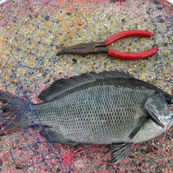 グレとカワハギ狙い