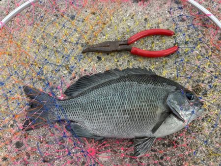 グレとカワハギ狙い