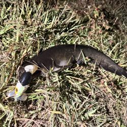 仕事帰りの鯰釣りルアー