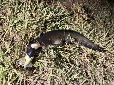 仕事帰りの鯰釣りルアー