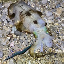 良型アオリイカ