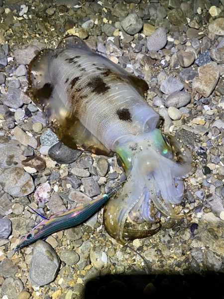 良型アオリイカ