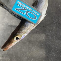 朝マズメのカマス釣り