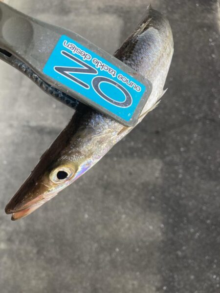 朝マズメのカマス釣り