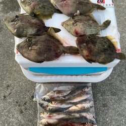 カワハギ終盤戦、アジと共に