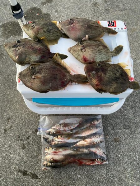 カワハギ終盤戦、アジと共に