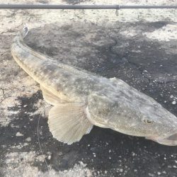 初めてのマゴチ