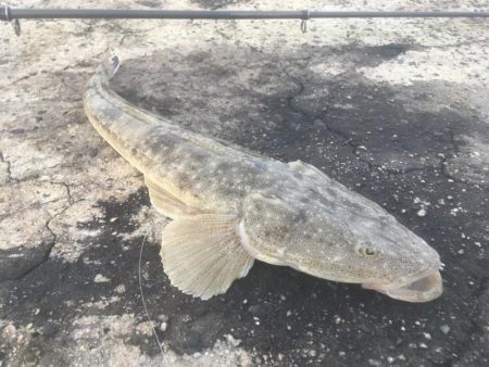 初めてのマゴチ