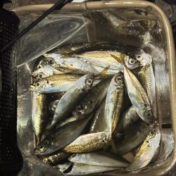 またまたアジング