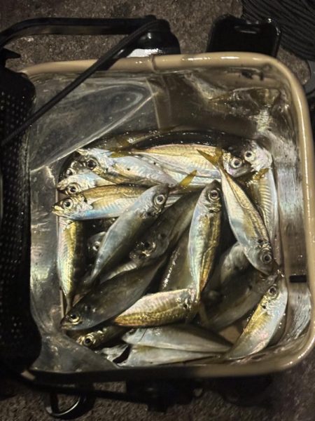 またまたアジング