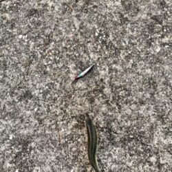 雰囲気だけは釣れそうなのに