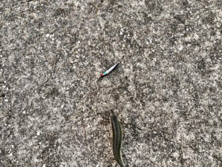 雰囲気だけは釣れそうなのに