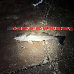 コノシロの大合唱にお手上げだったが!