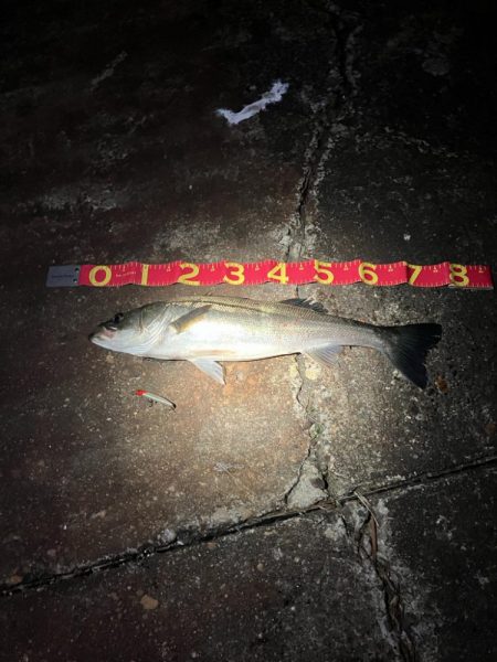 コノシロの大合唱にお手上げだったが！