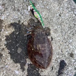 ひさびさのエギング