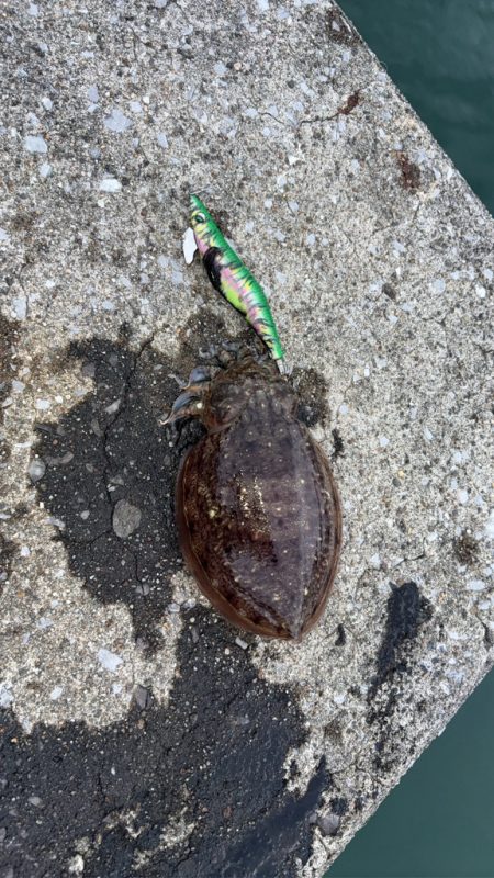 ひさびさのエギング