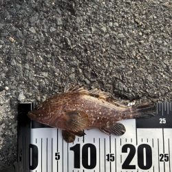 アジングのつもりが