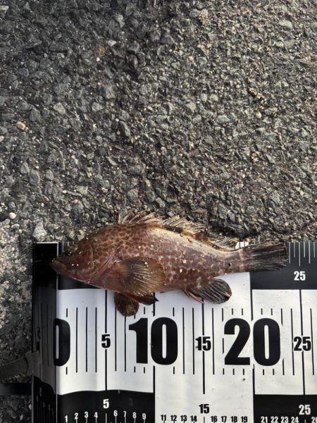 アジングのつもりが