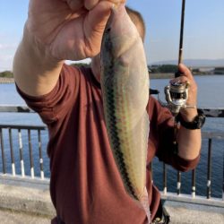 貝塚水路　夜釣り