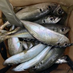 朝マズメのフロートアジング