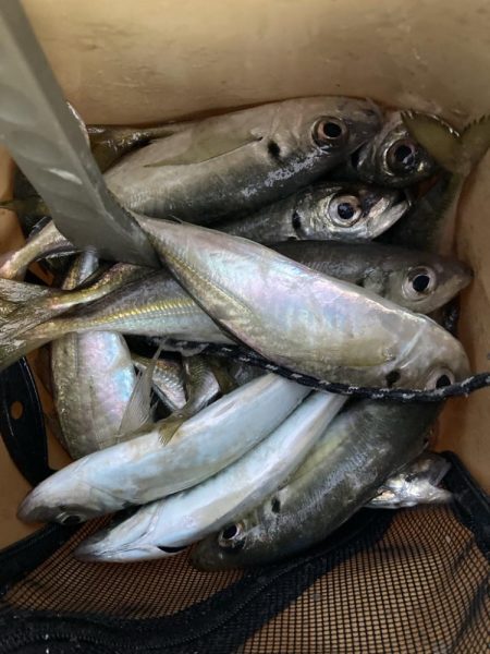 朝マズメのフロートアジング