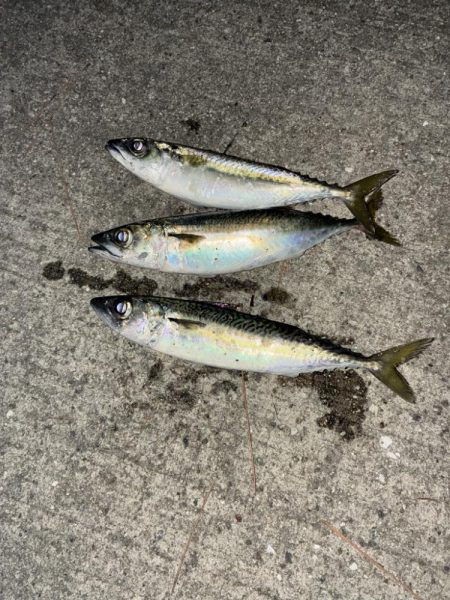 中サバ釣り